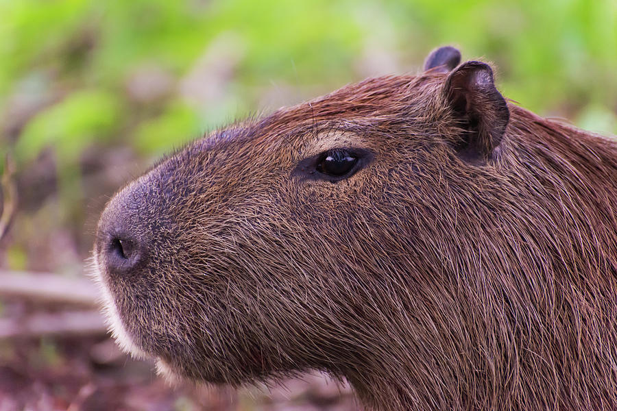 The Noble Capybara Photograph by Alex Lapidus