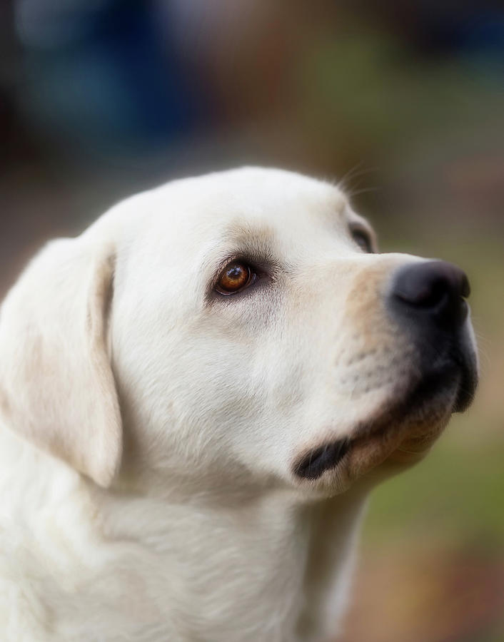Labrador Retriever Photograph - The Noble Lab by Stephen Anderson