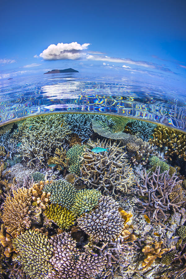 Fish Photograph - The North Reef Coral Garden by Barathieu Gabriel