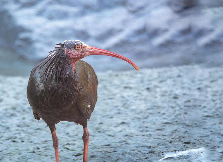 Animal Photograph - The Northern Bald Ibis by Sunil Kulkarni