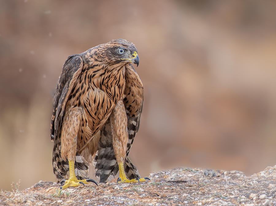 The Northern Goshawk  On The Ground Photograph by Taziabdelo