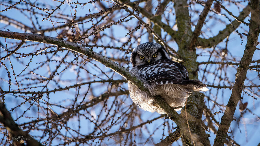 The Northern Hawk Owl perching on a larch branch Photograph by Torbjorn Swenelius