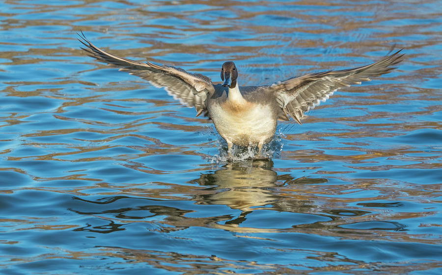 Wildlife Photograph - The Northern Pintail Is A Duck by Richard Wright