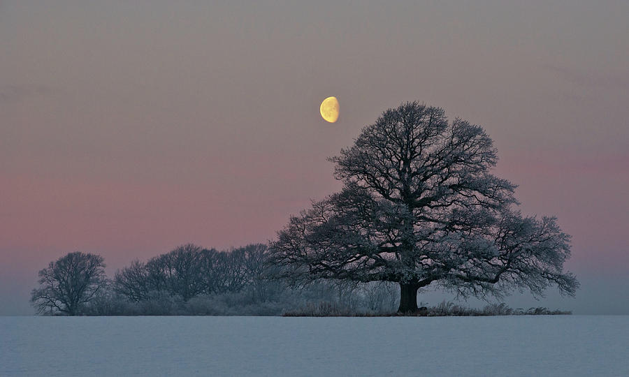 Sunset Photograph - The Oak And The Moon by Hans Jrgen Lindelff