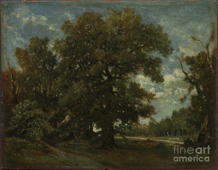 The Oak Tree Drawing by Heritage Images