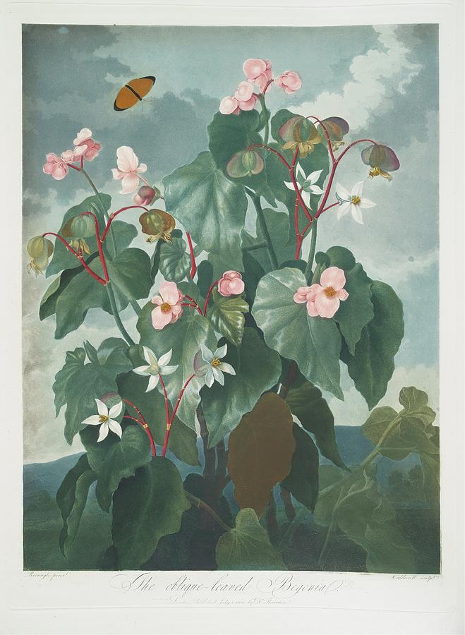 Butterfly Painting - The Oblique-leaved Begonia by Robert John Thornton