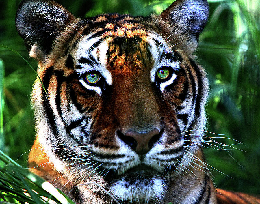 Tiger Photograph - The Observer by Dana Brett Munach