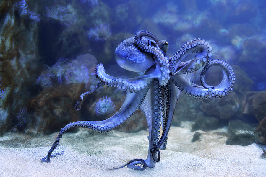 The Octopus Photograph