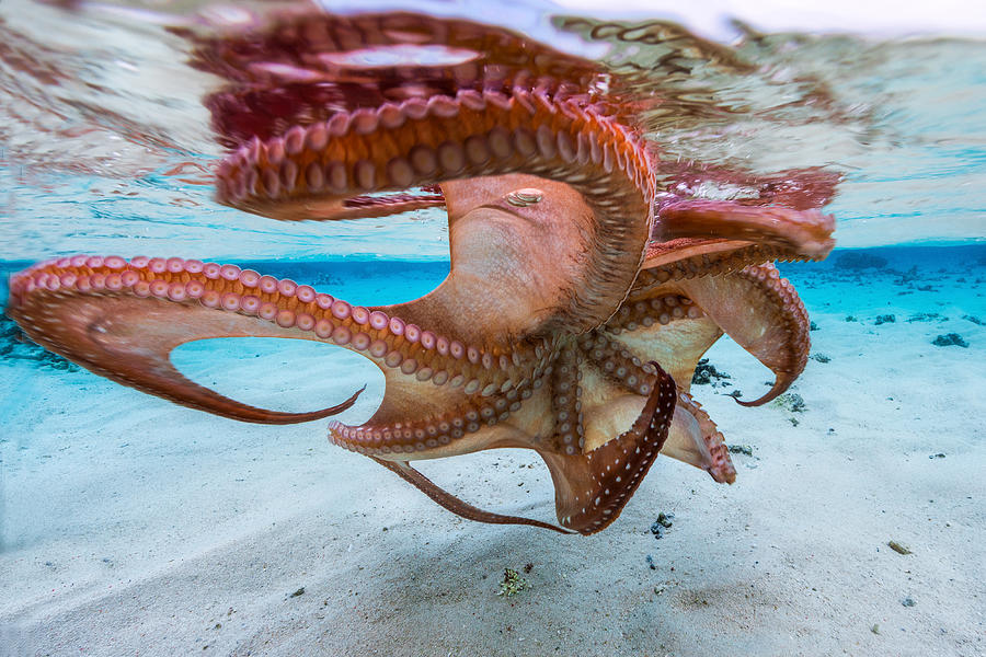 Octopus Photograph - The Octopus Underside by Barathieu Gabriel