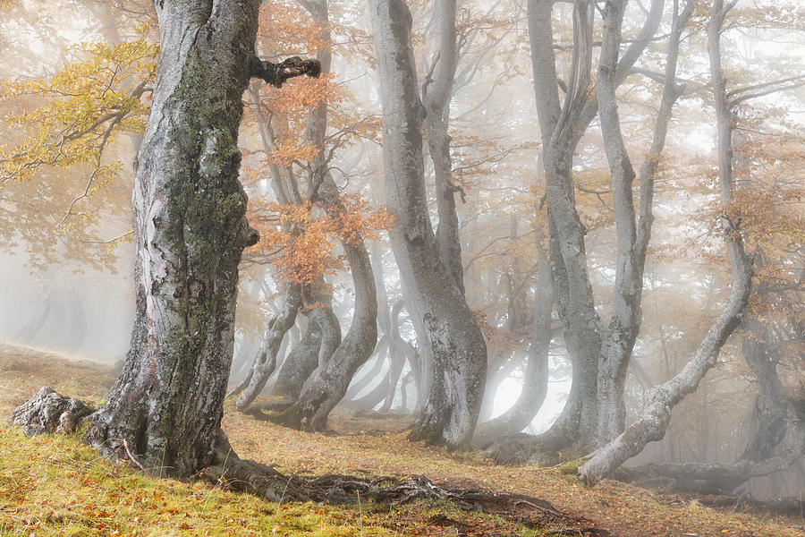 The Old Beech Tree Photograph By Luigi Ruoppolo