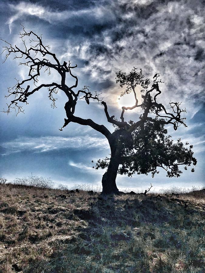 The Old Oak II by John Rodrigues The Old Oak II by John Rodrigues