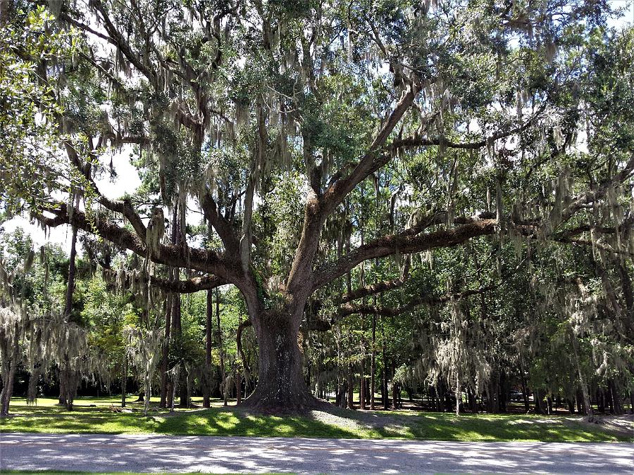 The Old Oak Tree Photograph by Jeanette Conrad - Fine Art America