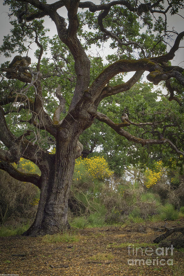 The Old Oak Tree Photograph