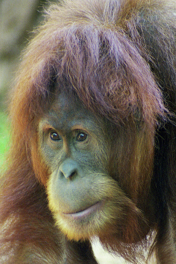 The Old Orangutan  Photograph by Jerry Griffin