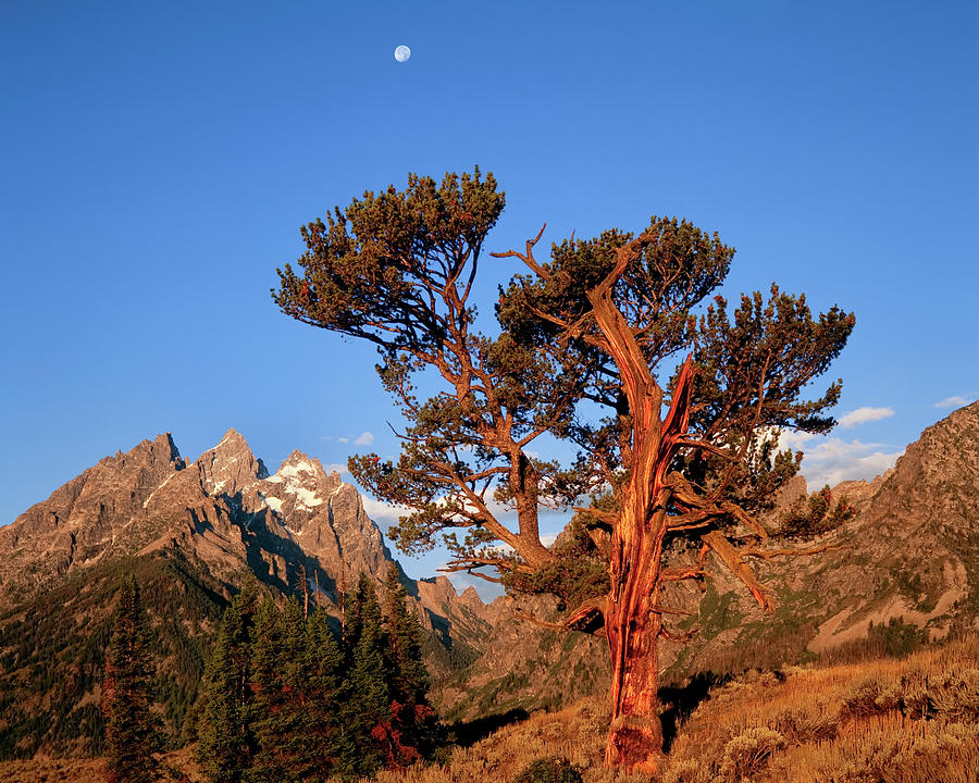 The Old Patriarch Bristlecone Pine Photograph by Jeff Foott