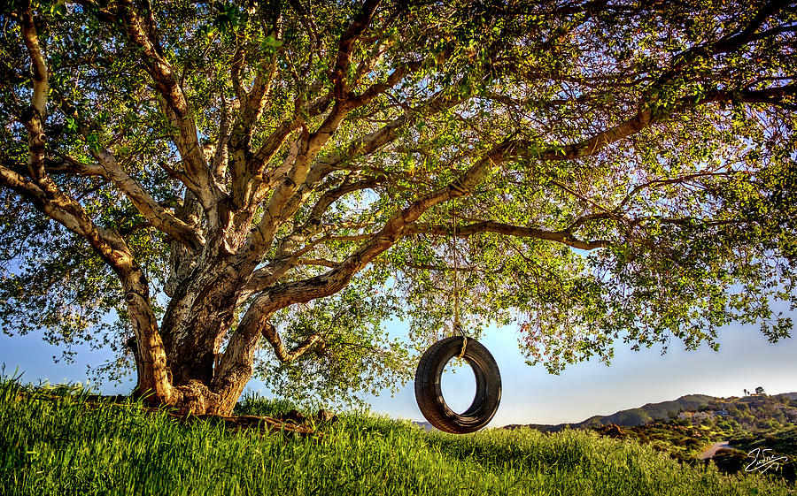 The Old Tire Swing Photograph by Endre Balogh
