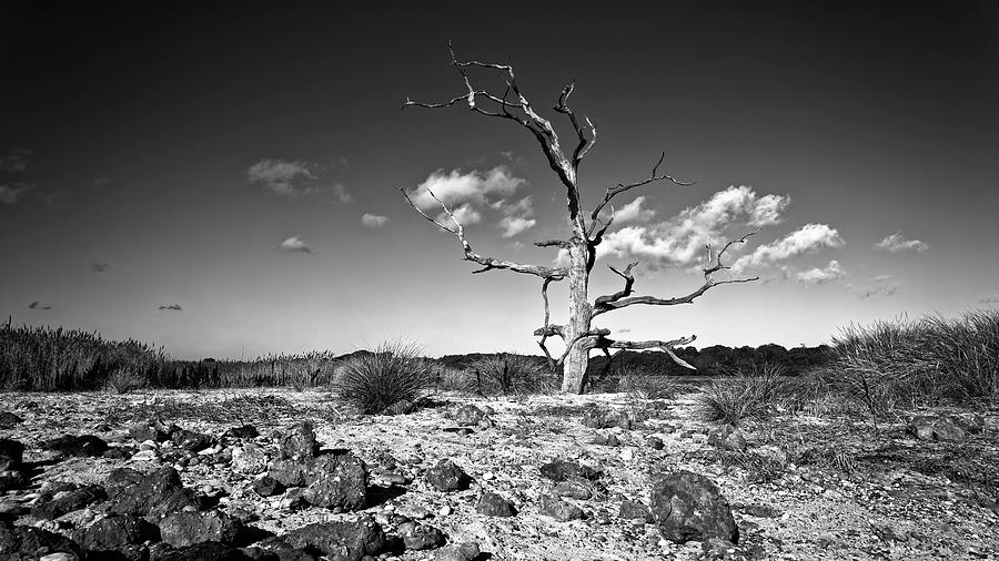 The Old Tree Photograph by Ian Merton - Fine Art America