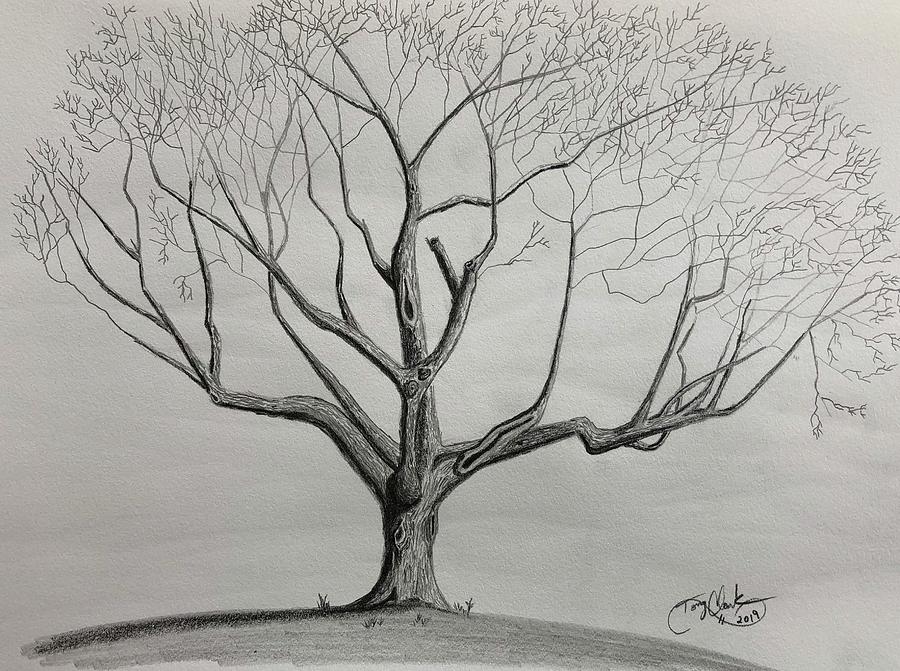 The Old Tree Drawing by Tony Clark Pixels