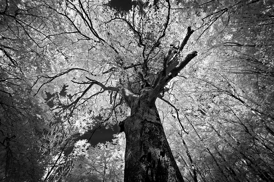 Tree Photograph - The Oldest Tree In The Wild Forest by Klaus Bauer