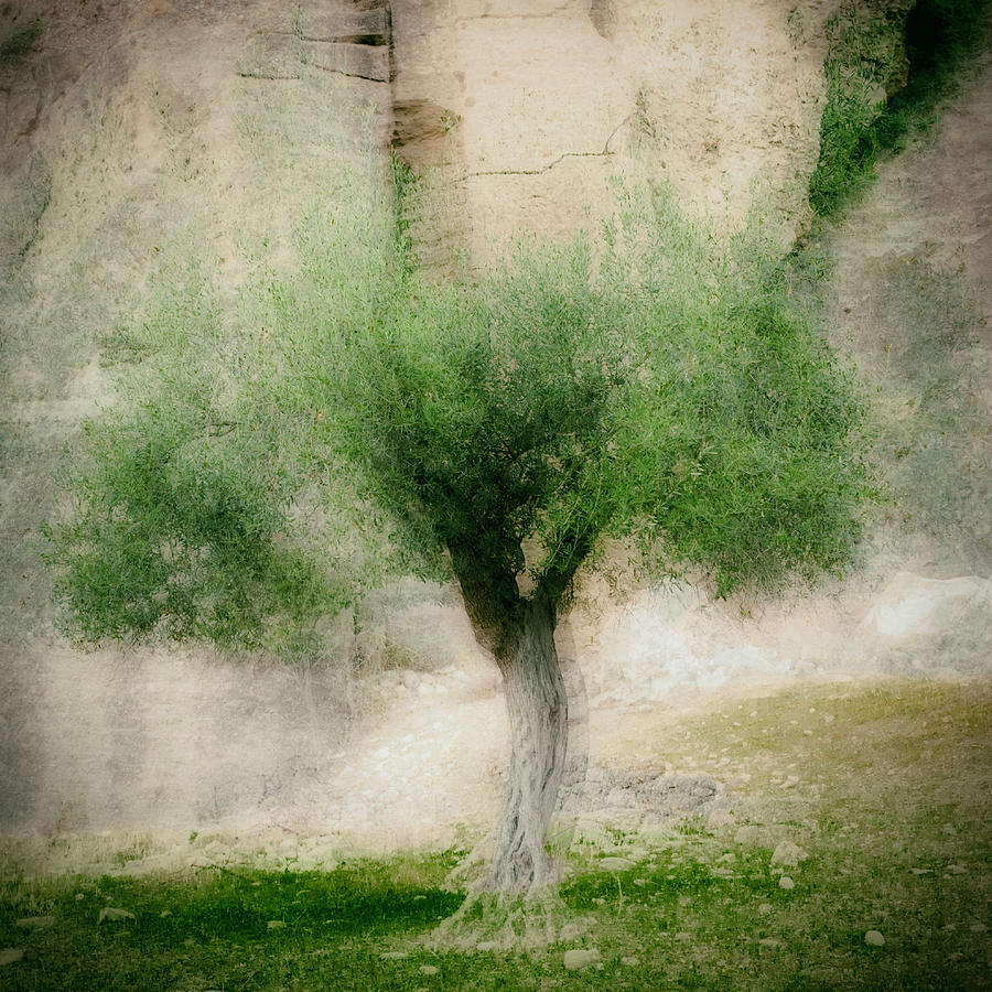 Tree Photograph - The Olive Tree by Jacqueline Van Bijnen