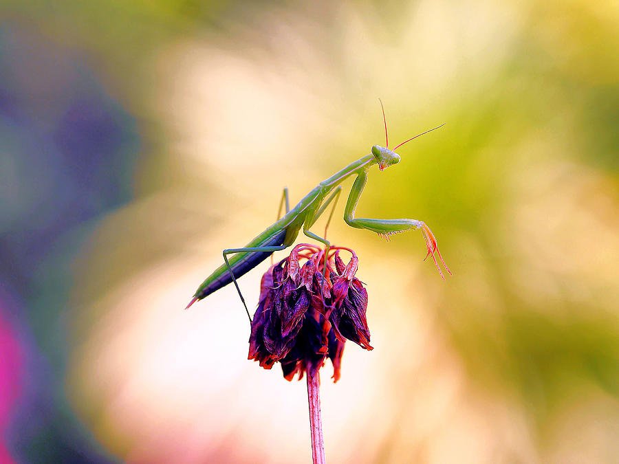 Nature Photograph - The Omen Of The Praying Mantis... by Thierry Dufour