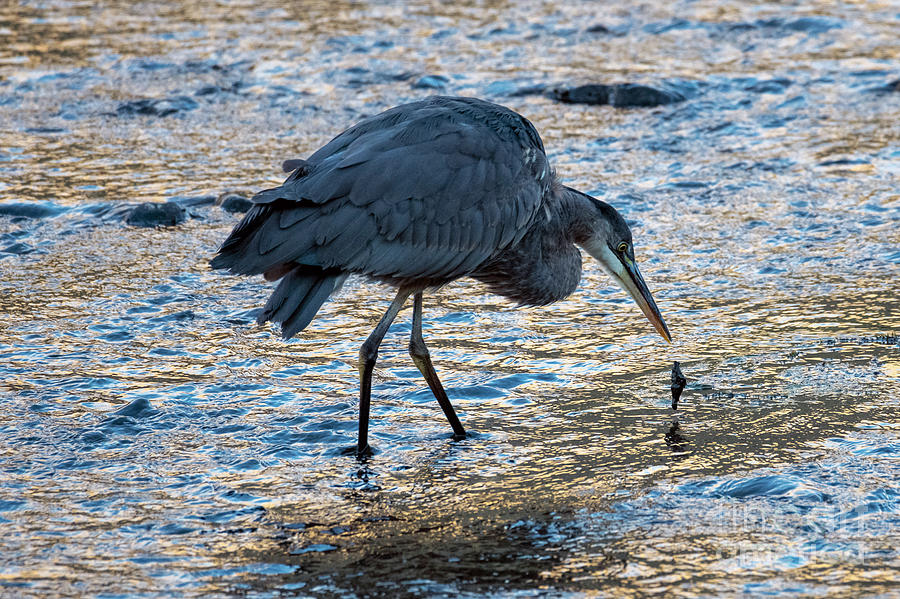 The One that Got Away Photograph by Michael Dawson