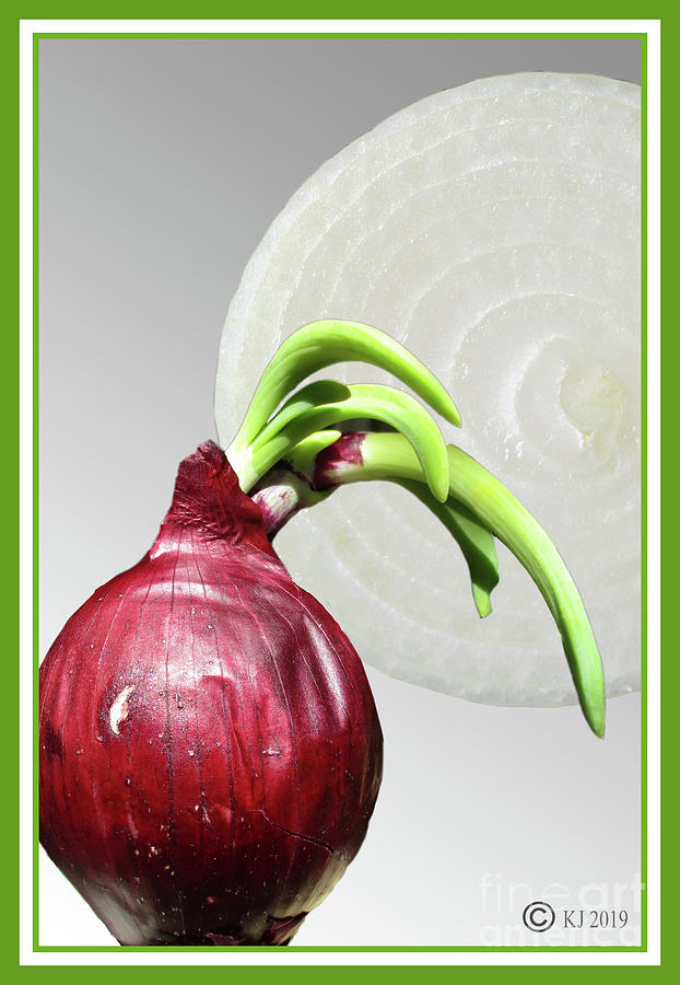 Onions Digital Art - The Onion by Klaus Jaritz Onions Digital Art - The Onion by Klaus Jaritz