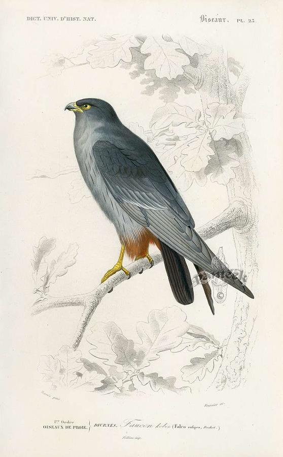 The Orange Legged Falcon Falco rufipes  D Orbigny Bird from Dictionnaire Universel  d Histoire Natur Painting by Celestial Images