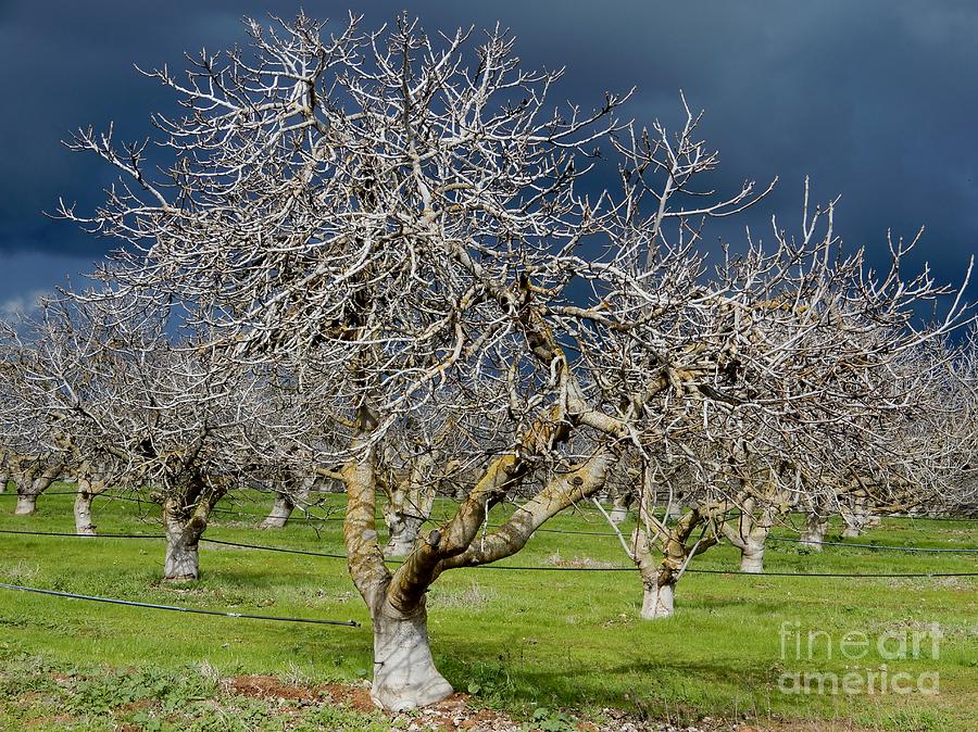 The Orchard Majestic Photograph