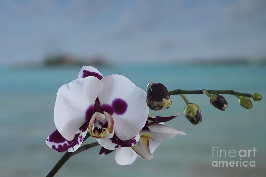 The Orchid by Jan Daniels The Orchid by Jan Daniels