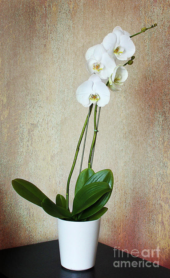 The Orchid Photograph by Milena Ilieva