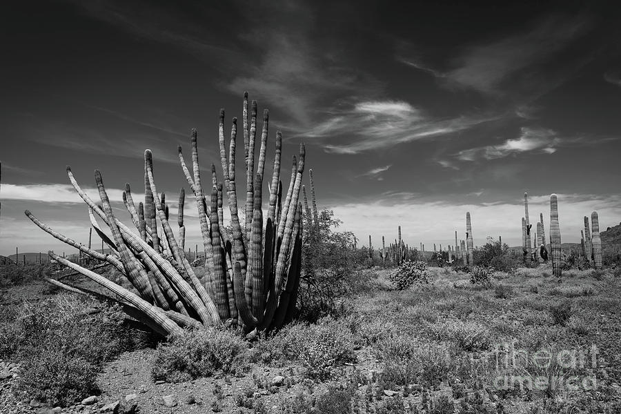 The Organ Pipe Photograph by Jeff Hubbard
