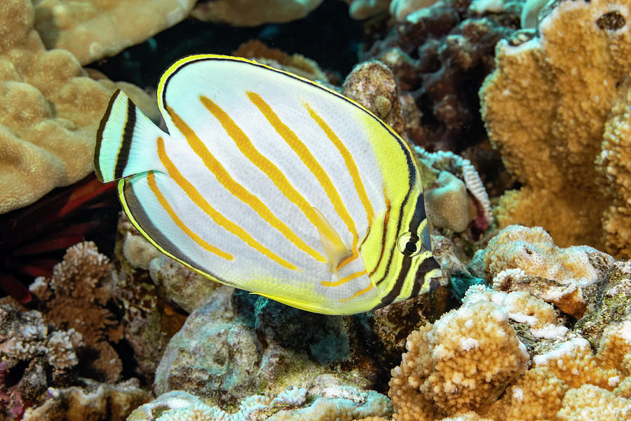 The Ornate Butterflyfish  Chaetodon Photograph by Dave Fleetham