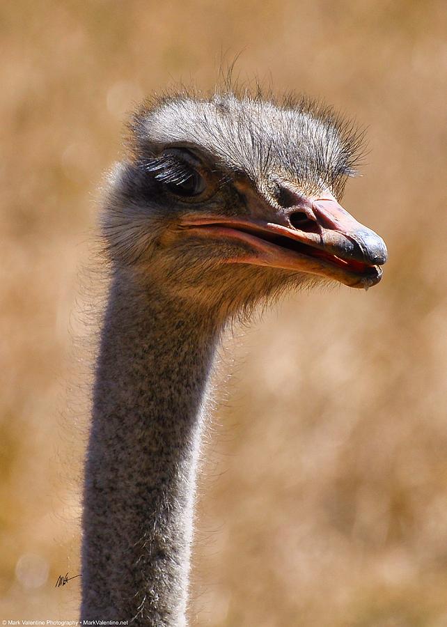 The Ostrich Photograph by Mark Valentine