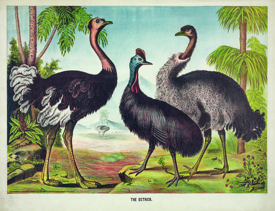 Ostrich Digital Art - The Ostrich by Print Collection