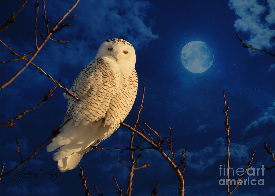 The owl and the mystical moon  Digital Art by Heather King