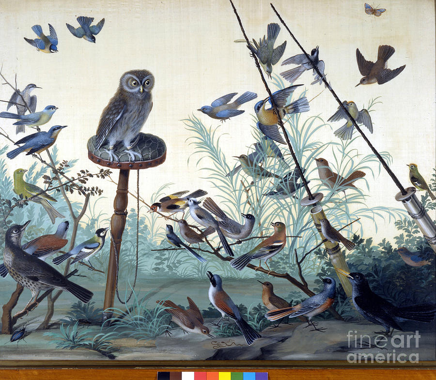 The Owl Used For Hunting. Painting By Raineri. 18th Century. Painting ...