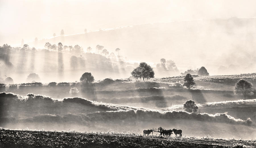 Landscape Photograph - The Ox-driver by Lou Urlings