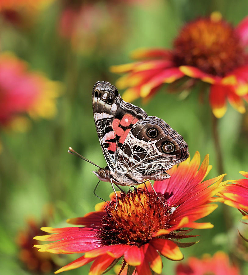 The Painted Lady Butterfly Photograph by JC Findley