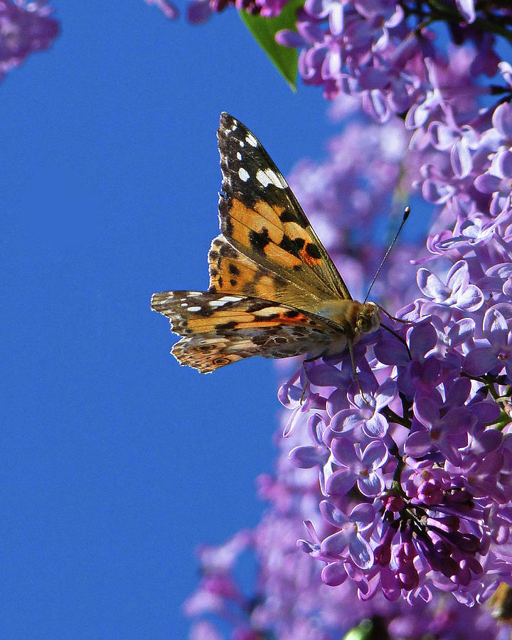 The Painted Lady by Darren Weeks The Painted Lady by Darren Weeks