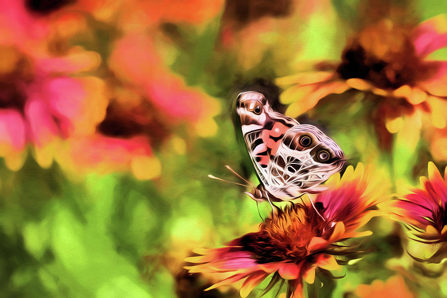 The Painted Lady Digital Art by JC Findley