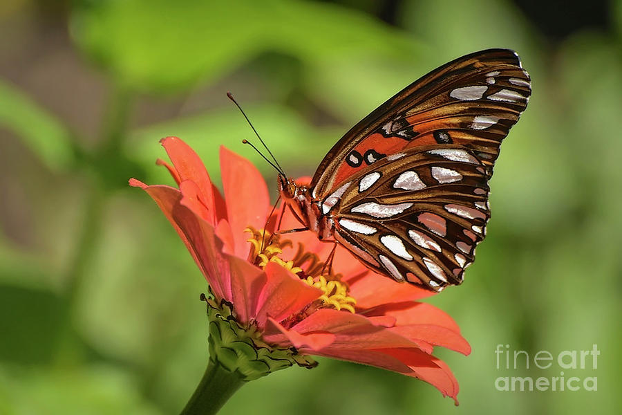 Butterfly Photograph - The Painted Lady by Kathy Baccari