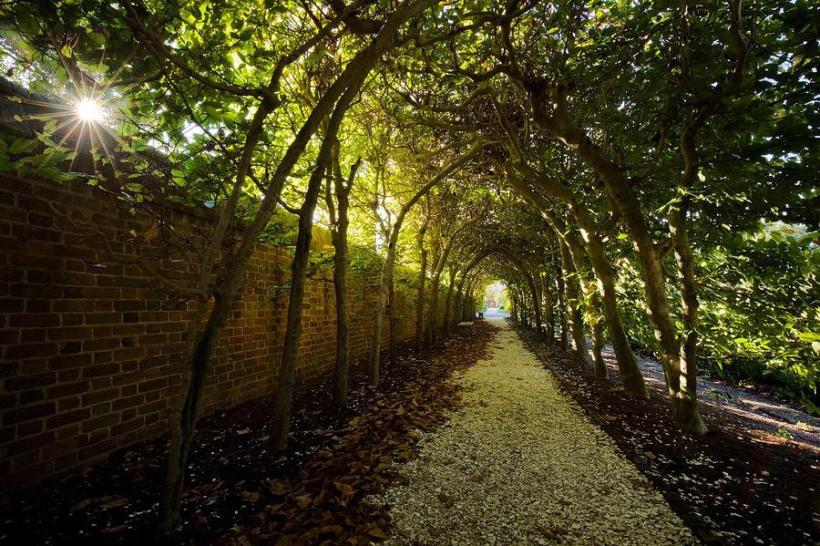 The Palace Arbor in Autumn by Rachel Morrison The Palace Arbor in Autumn by Rachel Morrison