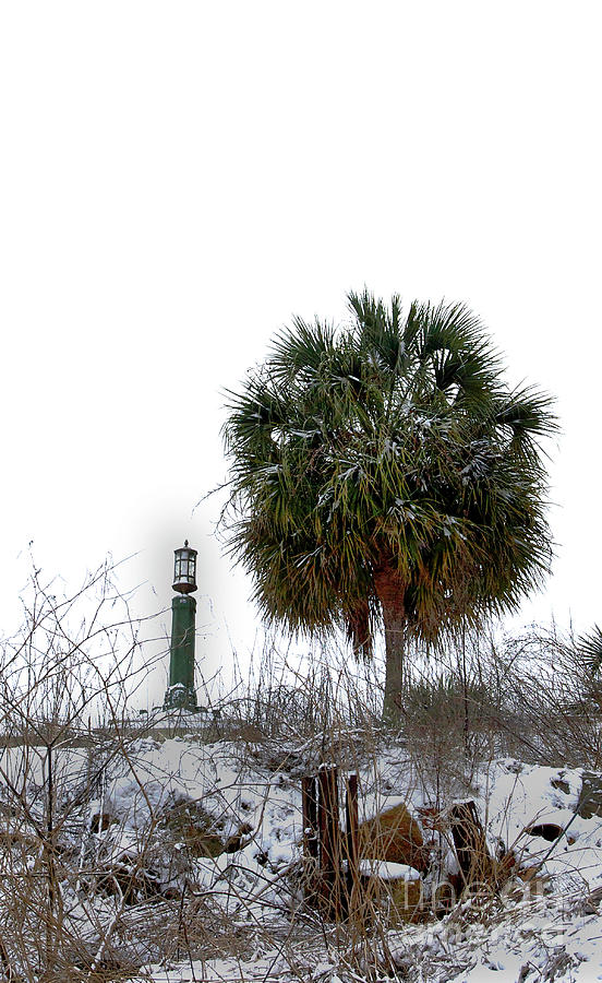 The Palmetto And The Lamp Post Photograph by Skip Willits