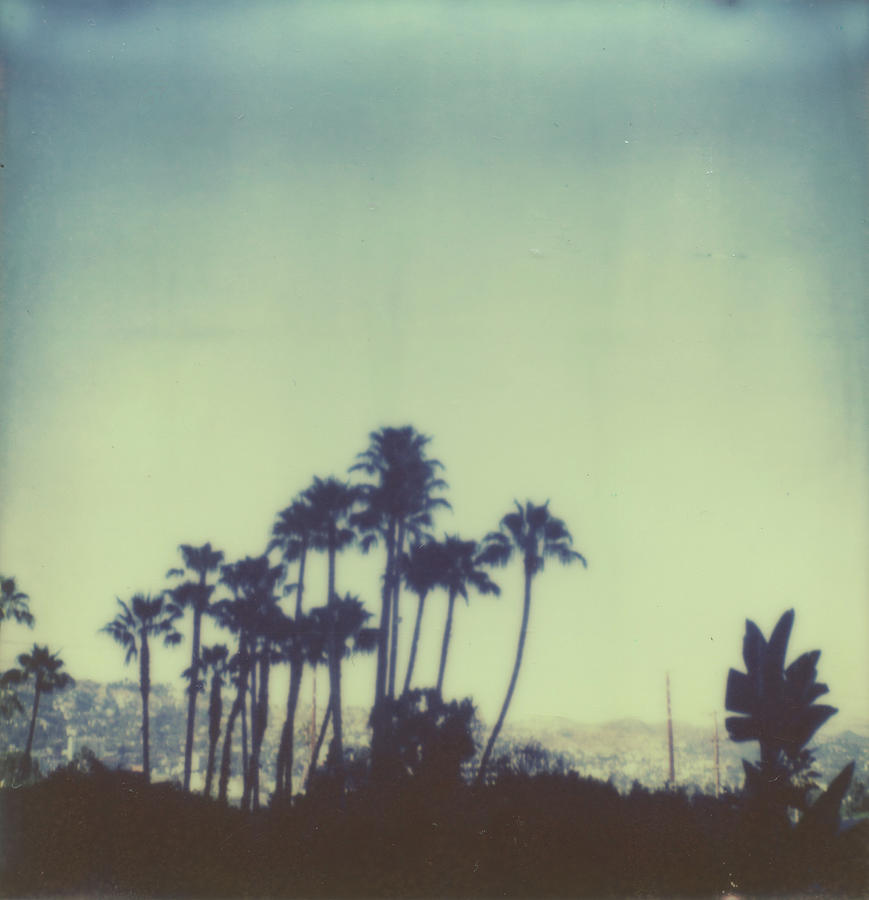 The Palms Photograph by Kristen Geraci | Fine Art America