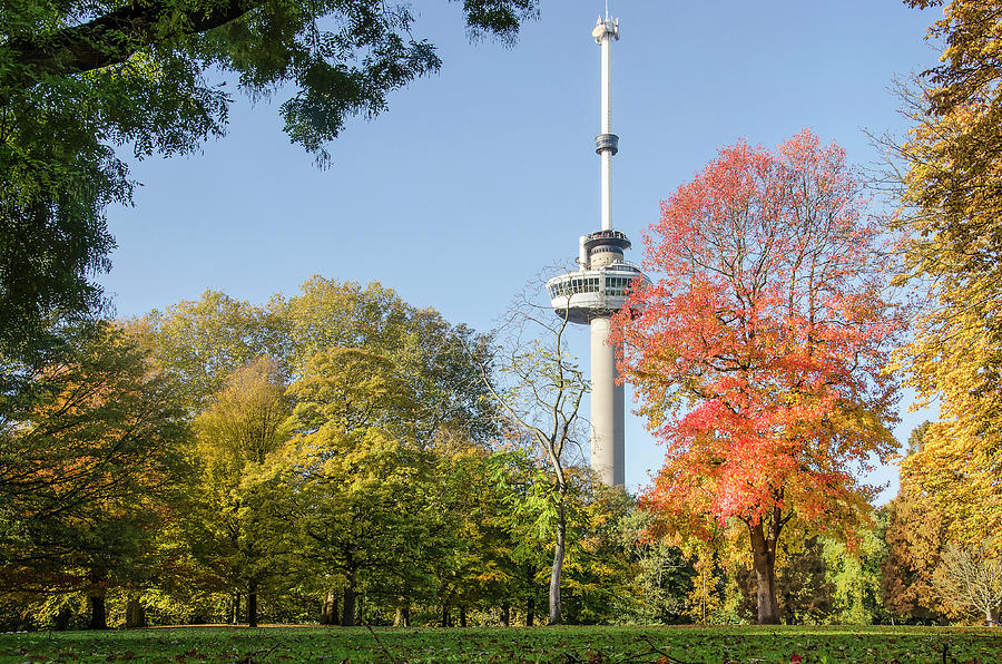 The Park, The Euromast and the Sweet Gum Tree Photograph by Frans Blok