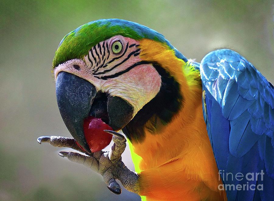 The Parrot by Hugh Walker The Parrot by Hugh Walker