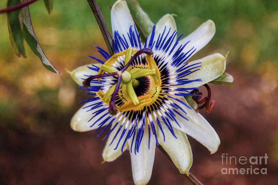 The Passion Flower Garden Photograph by Janice Pariza