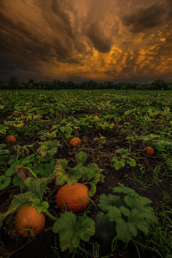 Sunset Photograph - The Patch by Aaron J Groen