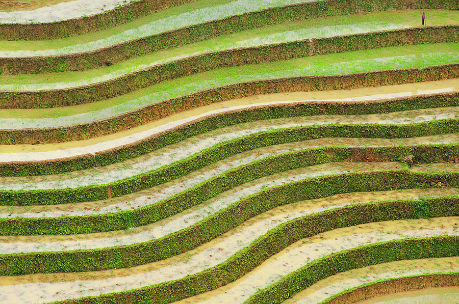 The Patern Of Rice Terrace Photograph by Photo By Sayid Budhi